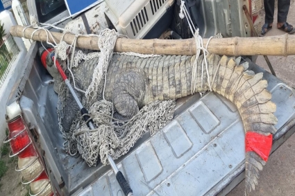 নোয়াখালীতে ৪৭ বছর পর পুকুরে অবরুদ্ধ কুমির উদ্ধার