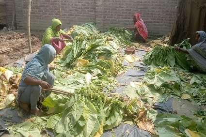 কোম্পানির লোভনীয় অফারে স্বাস্থ্যঝুঁকি জেনেও সপরিবারে তামাক চাষ