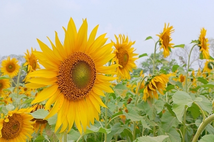 কিশোরগঞ্জে পতিত জমিতে সূর্যমুখীর হাসি