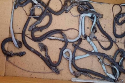 কৃষকের বাড়ির আঙ্গিনায় মিলল ৪৫টি সাপ 