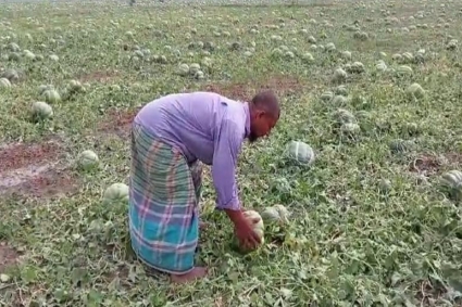 আধা ঘণ্টার শিলাবৃষ্টিতে কোটি টাকার বাঙ্গির ক্ষতি