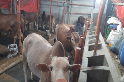 কোরবানির ঈদ ক্রেতা আসতে শুরু করেছে গরুর ফার্মে