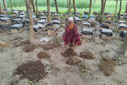 গরমে পাঁচ লাখ টাকার মৌমাছির মৃত্যু!