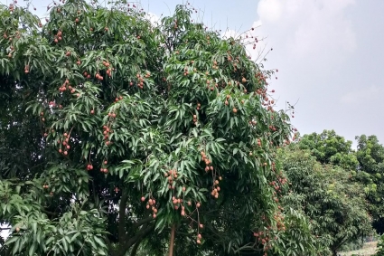 লিচুর ফলনে ধস, একশ লিচু বিক্রি হচ্ছে হাজার টাকায়