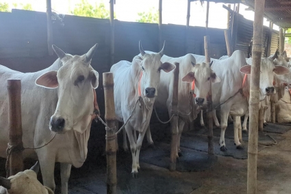 খামার থেকেই বিক্রি হয়ে যাচ্ছে মিরকাদিমের ধবল গরু