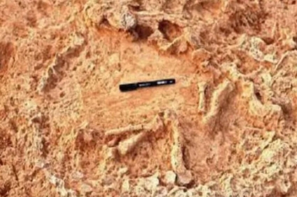 ৪১ হাজার বছর পুরোনো পাখির বাসার সন্ধান!